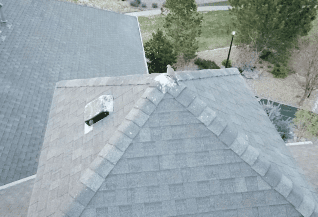 Testing NonInvasive Bird Mitigation Strategies with Drones Drone Pro Media